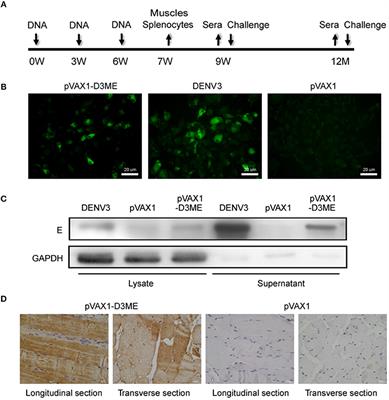 Long-Term Protection Elicited by a DNA Vaccine Candidate Expressing the prM-E Antigen of Dengue Virus Serotype 3 in Mice